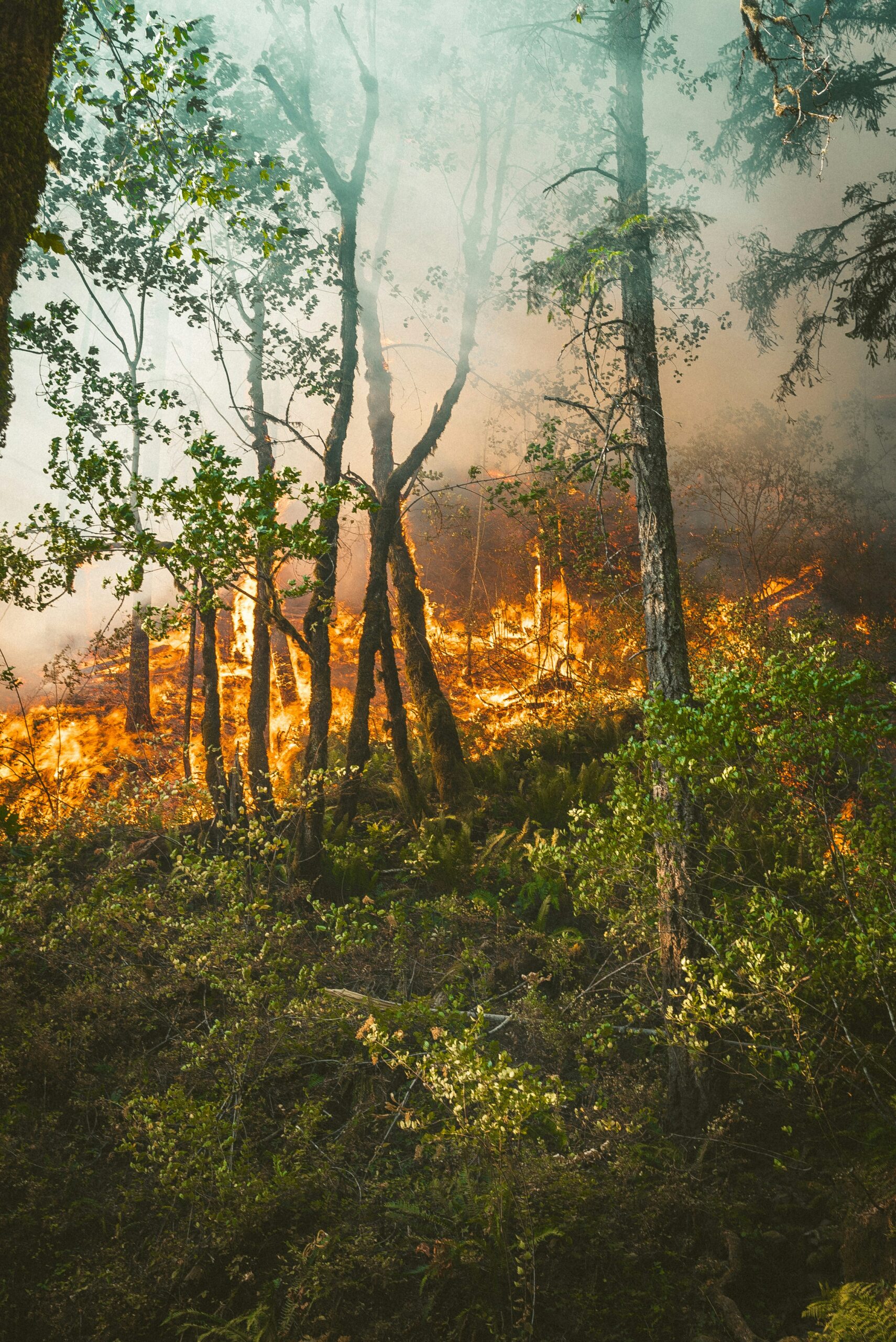 learning-to-control-wildfires-a-vital-step-in-coexisting-with-nature