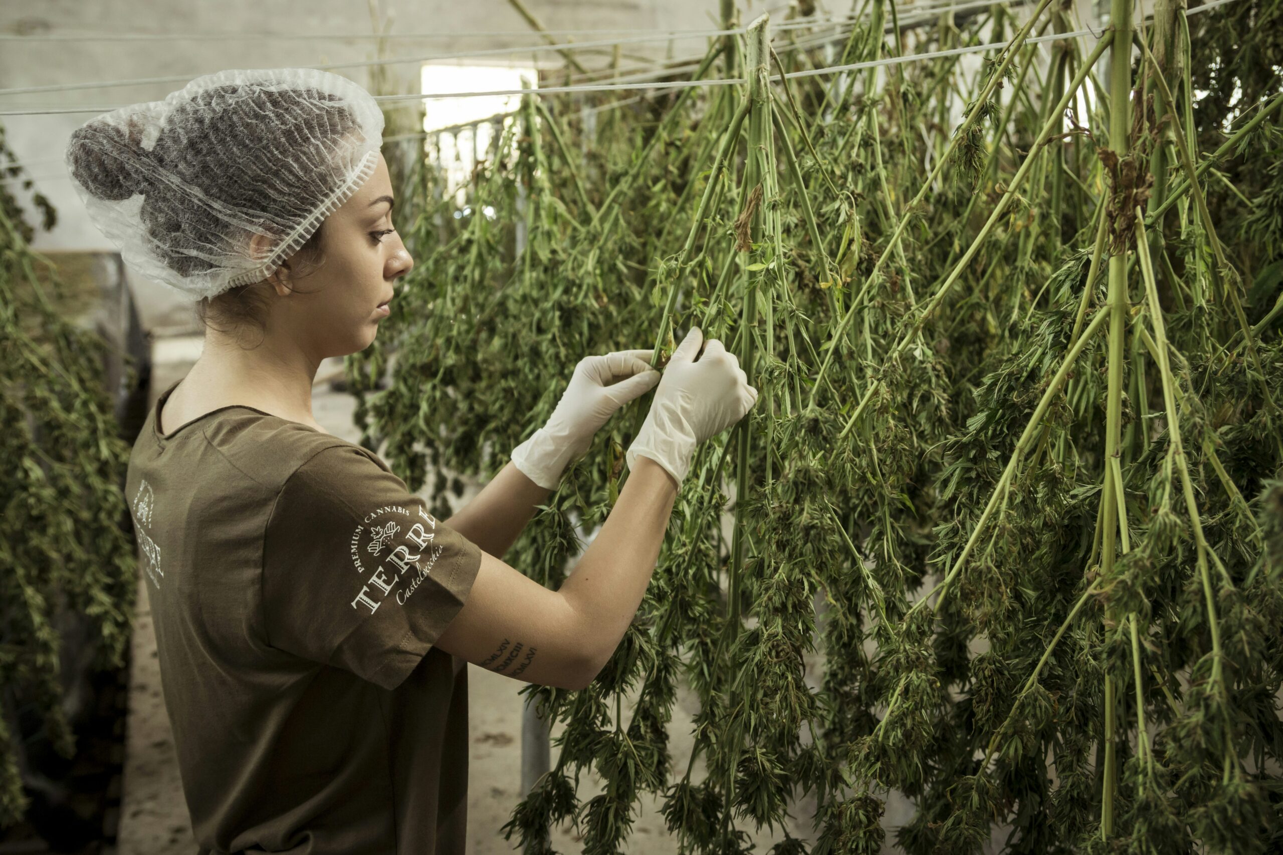 trump-considers-reclassifying-cannabis-prompting-surge-in-stock-prices