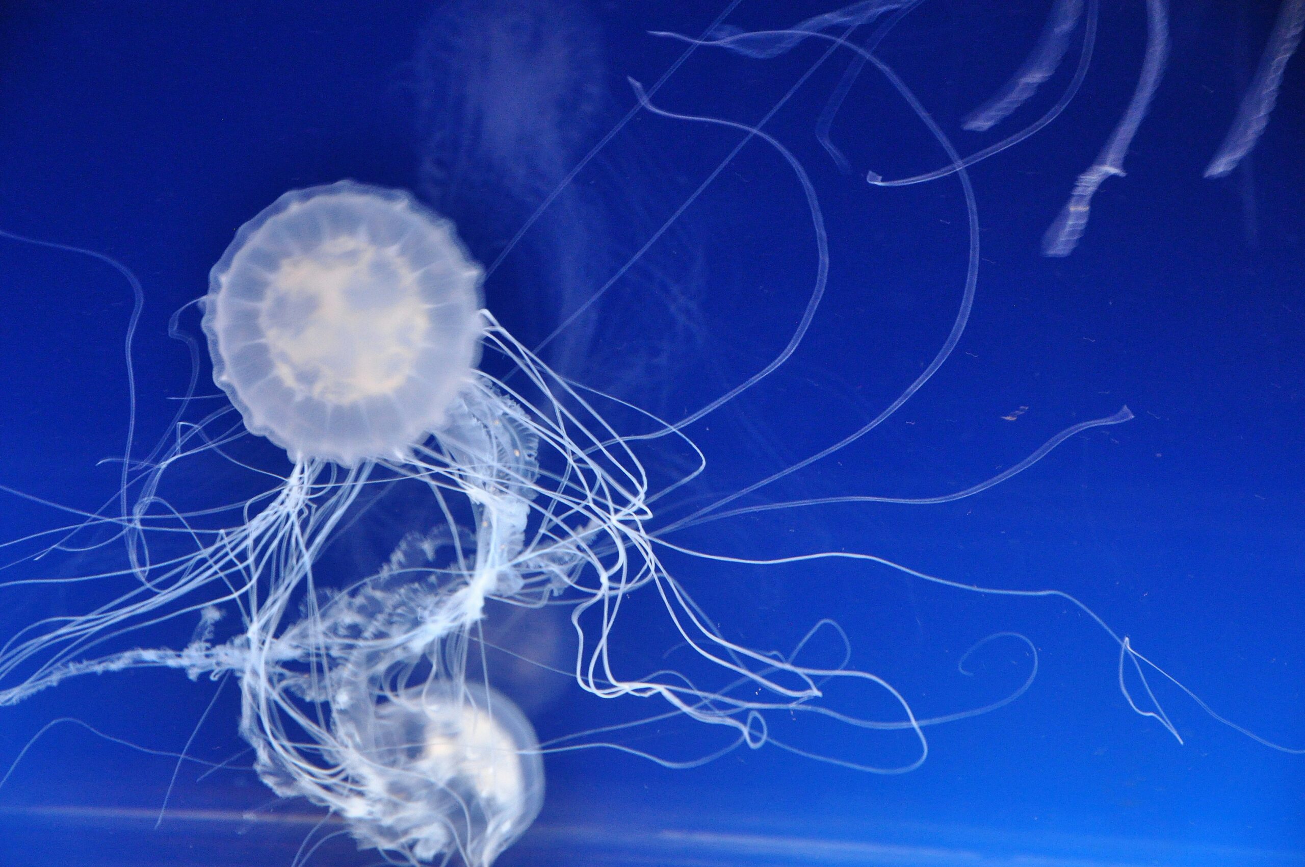 jellyfish-swarm-shuts-down-french-nuclear-plant-amid-climate-concerns